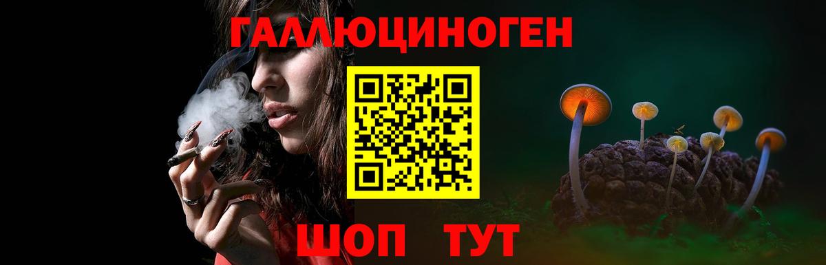 Галлюциногенные грибы Psilocybine cubensis Урус-Мартан
